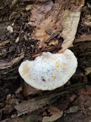 Tyromyces galactinus