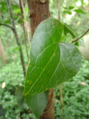 Piper hederaceum