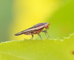 Acalyptratae