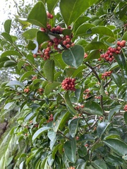 Ilex rotunda