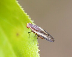 Acalyptratae
