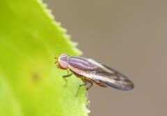 Acalyptratae