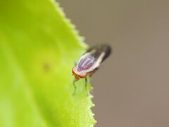 Acalyptratae