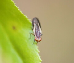 Acalyptratae