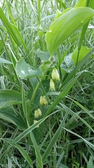 Polygonatum odoratum maximowiczii