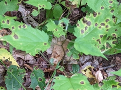 Acericecis ocellaris