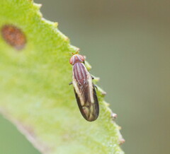 Acalyptratae