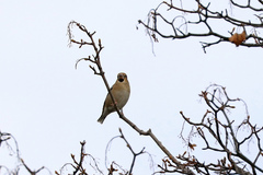 Coccothraustes coccothraustes