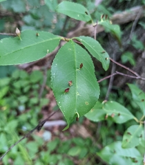 Eriophyes cerasicrumena