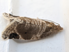 Acroceuthes oxygrammana