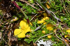 Hibbertia procumbens