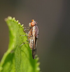 Acalyptratae