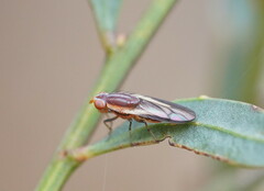 Acalyptratae
