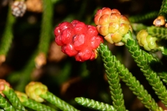 Microcachrys tetragona