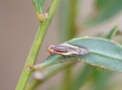 Acalyptratae