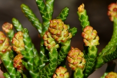 Microcachrys tetragona