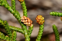 Microcachrys tetragona