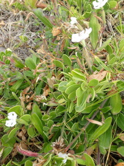 Silene undulata undulata