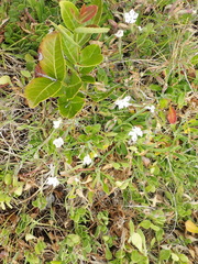 Silene undulata undulata