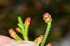 Microcachrys tetragona