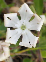 Silene undulata undulata