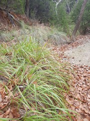 Muhlenbergia lindheimeri