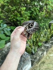 Caligo telamonius memnon