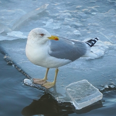 Larus argentatus