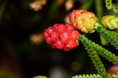 Microcachrys tetragona