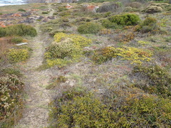Aspalathus spinosa spinosa