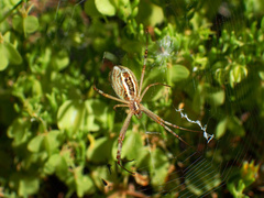 Argiope protensa