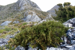 Microcachrys tetragona