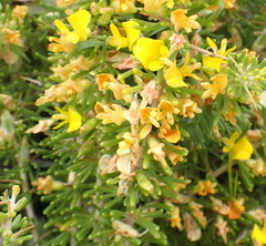 Aspalathus spinosa spinosa