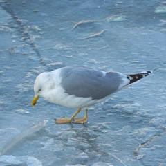 Larus argentatus