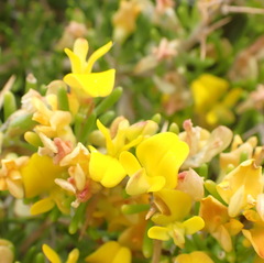 Aspalathus spinosa spinosa