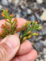 Microcachrys tetragona