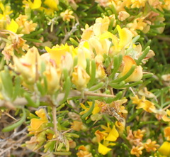 Aspalathus spinosa spinosa
