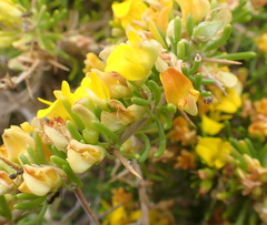 Aspalathus spinosa spinosa