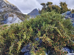 Microcachrys tetragona