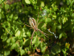 Argiope protensa