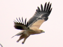 Tawny Eagle photo 2