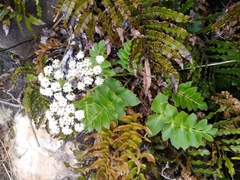 Gingidia montana