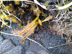 Drosera arcturi