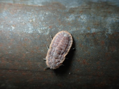 Drosicha