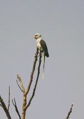 Psittacula columboides