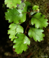 Nothofagus fusca