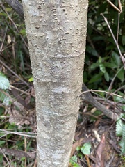 Homalanthus stillingiifolius