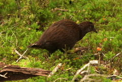 Gallirallus australis