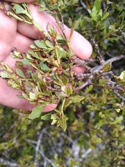 Phyllocladus alpinus