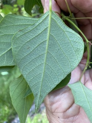 Homalanthus stillingiifolius